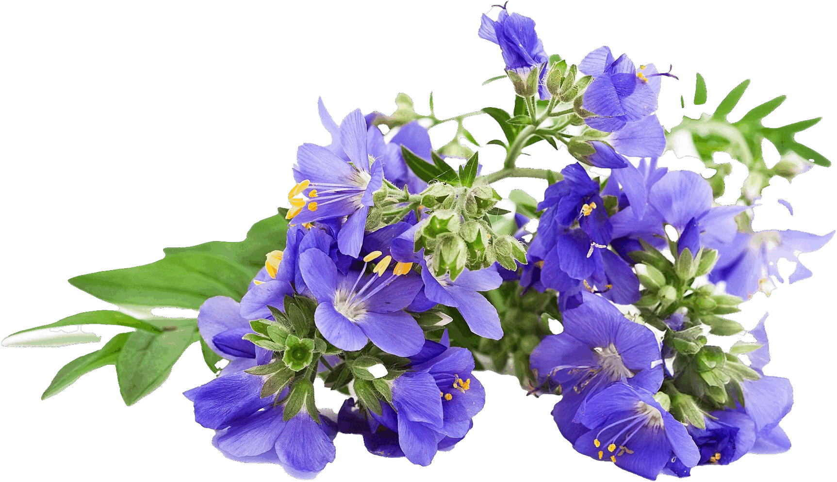 Pyrrolizidinal-kaloide